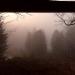 Early morning mist as viewed from the Rookery blind
