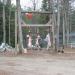 Deer hanging is always a wonderful sight