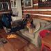 Jed and Willow relaxing after a hard day