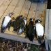Opening morning catch